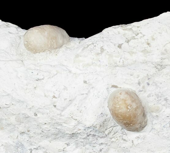 Eocene Aged Fossil Snake Eggs - Bouxwiller, France #12971